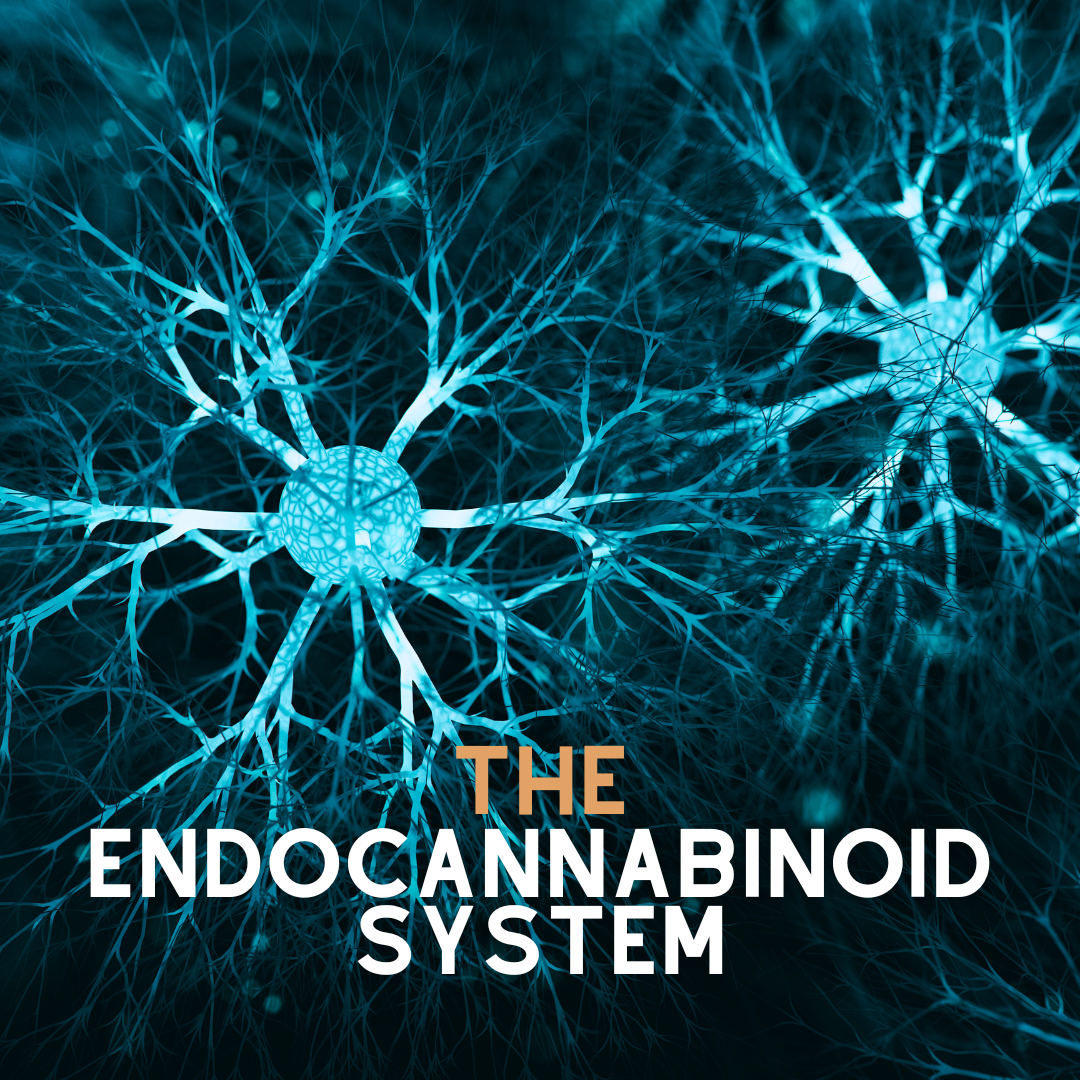 The Endocannabinoid System and the Future of Medicine